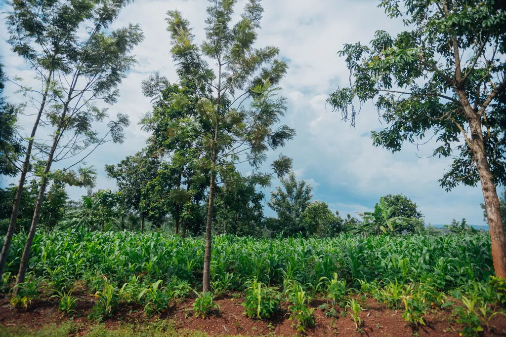 Maize fields, red soil and tall trees under a wide sky in rural Rwanda.